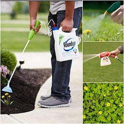 employee spraying roundup weeds